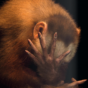 Joel Sartore Photo Ark