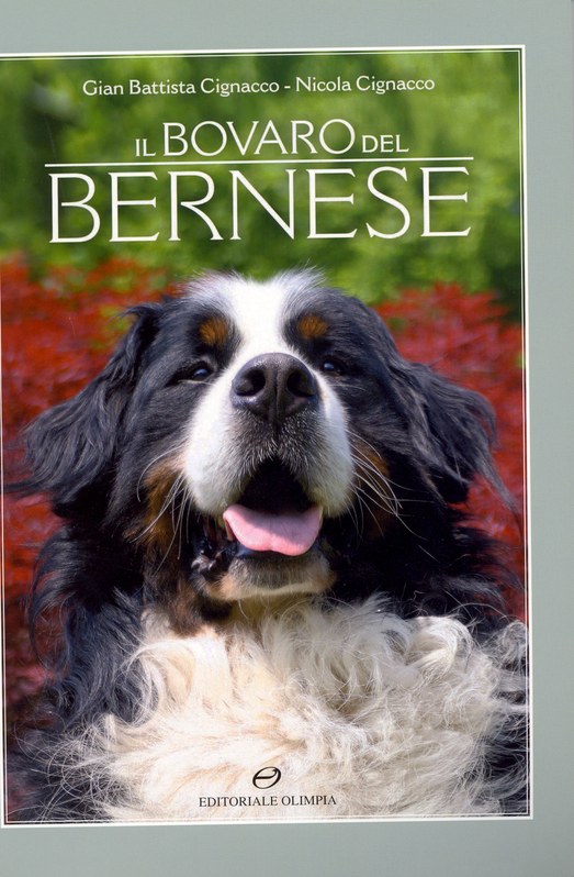 Il bovaro del bernese