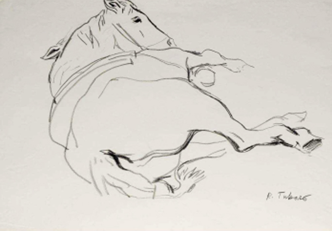 Cavallo disteso