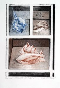 Conchiglie nella vetrina